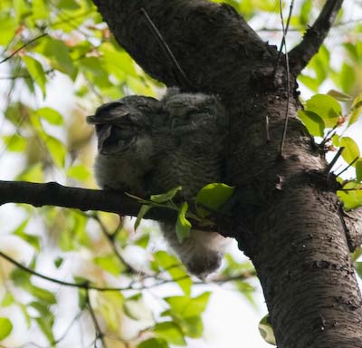 screechowlets-9455.jpg
