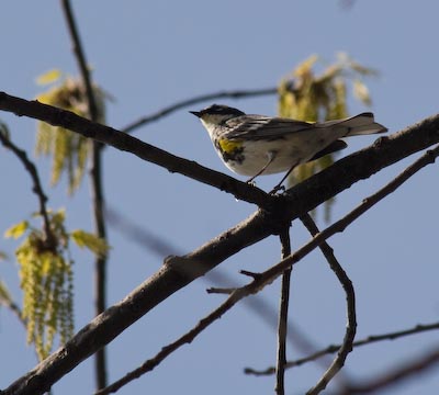 yellowrumpwarbler-9251.jpg