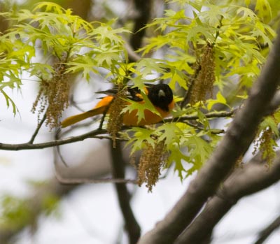 baltimoreoriole0023.jpg