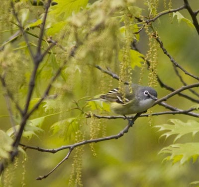 blueheadedvireo9989.jpg