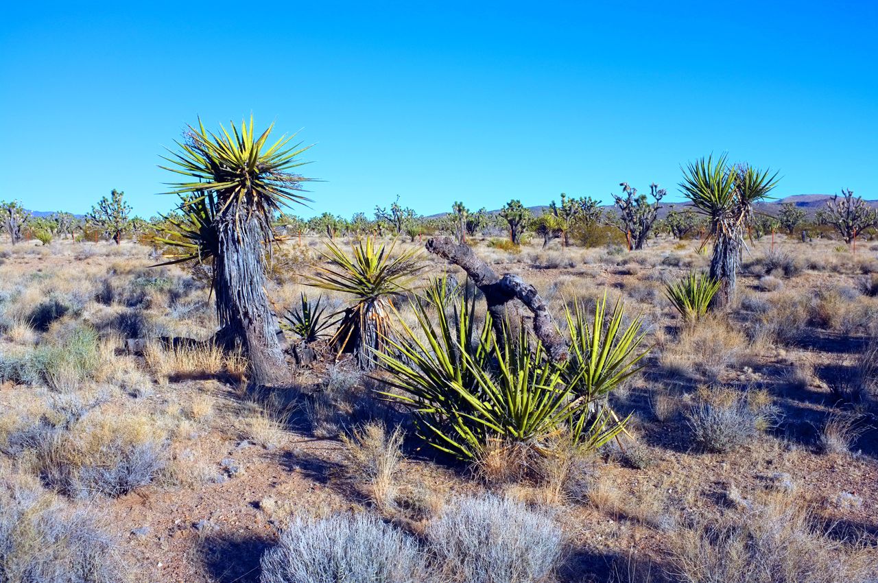 Nevada Desert Plant