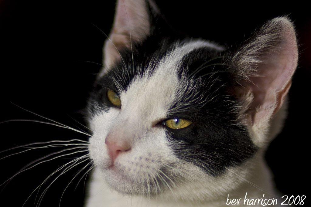 meow !!!
