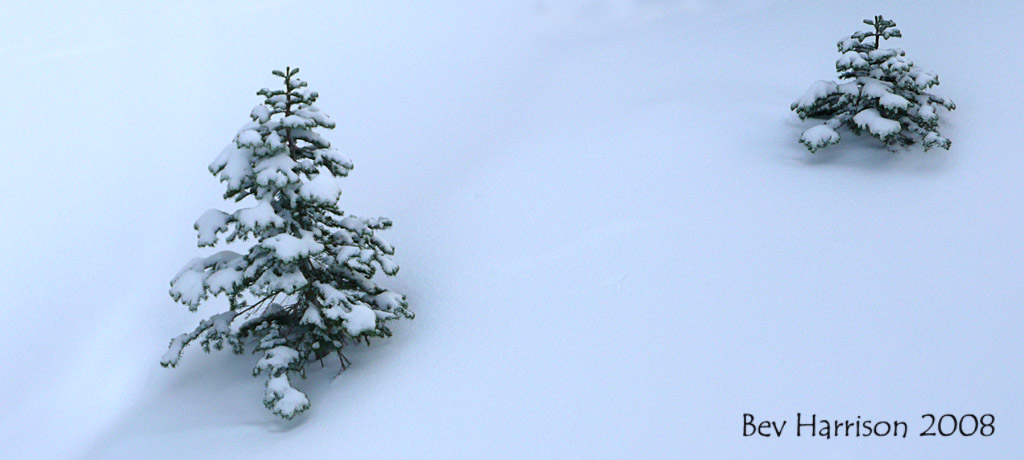 big tree, little tree