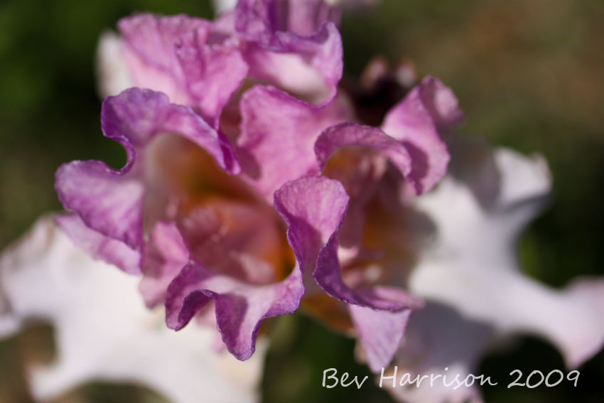 frilly bits