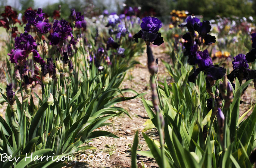 plenty of colour