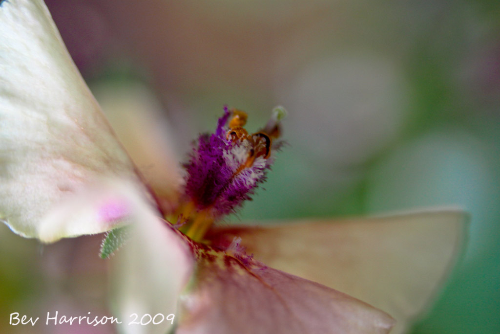 BOKEH