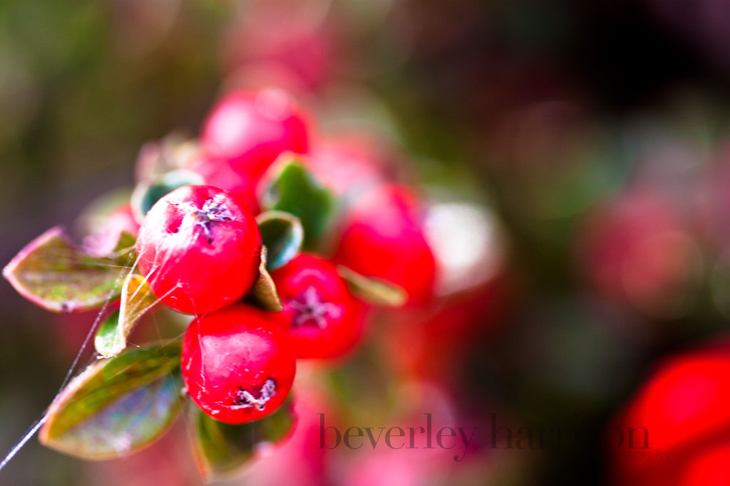 colours of autumn