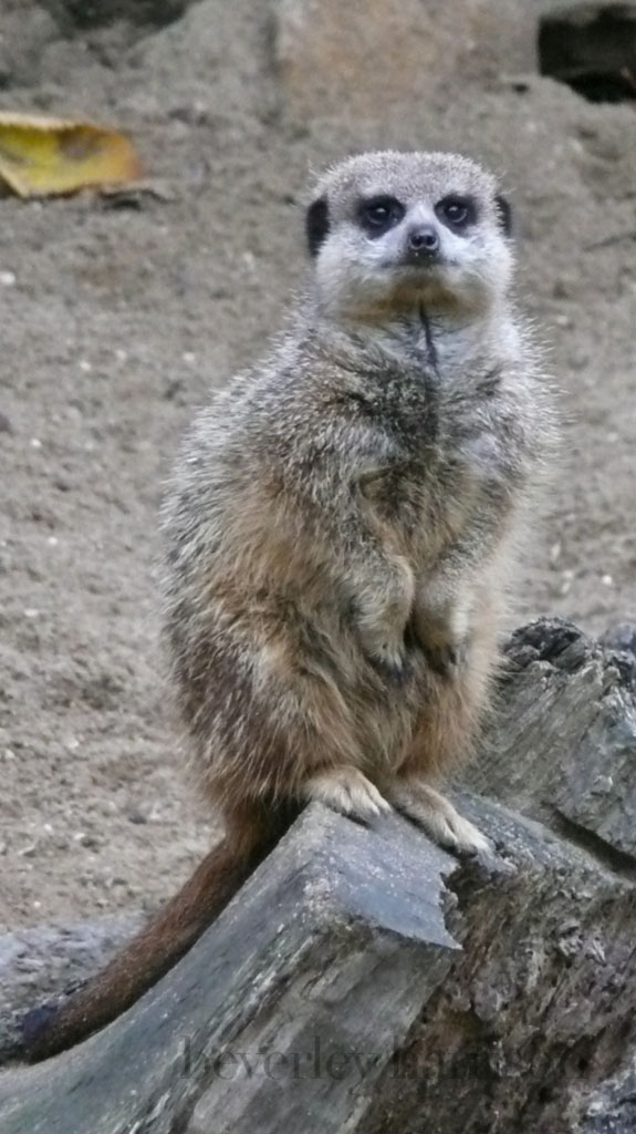 compare the meercat....