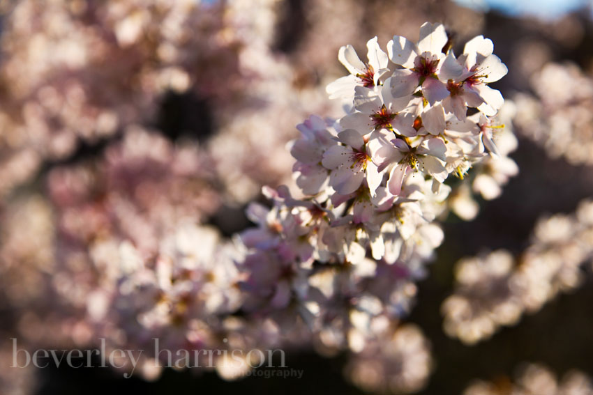 spring has sprung all of a sudden