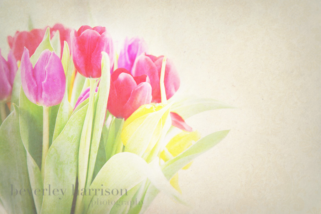 Tulips....