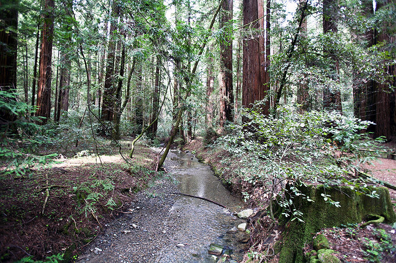 Armstrong Woods