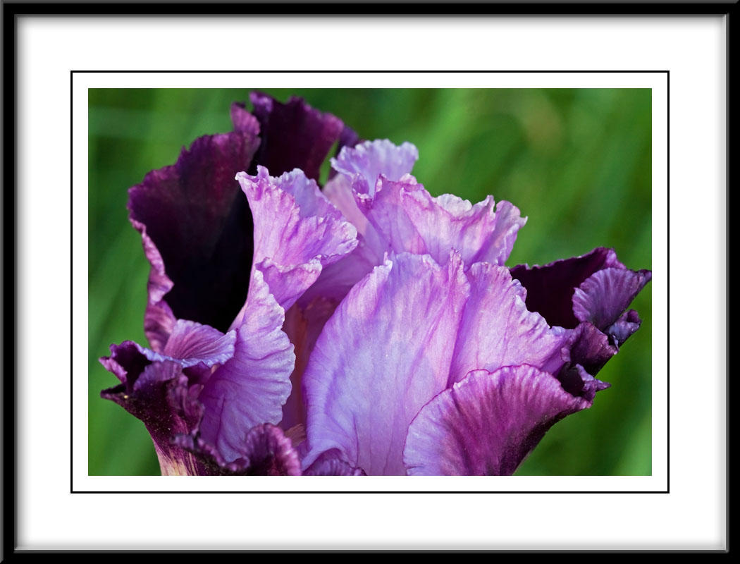 may 29 pink iris