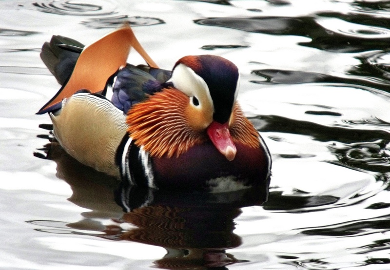 Mandarin Duck     24th September 2009