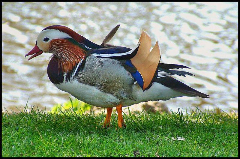 Mandarin Duck 20th April 2010