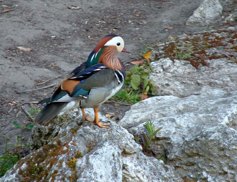 Mandarin Duck