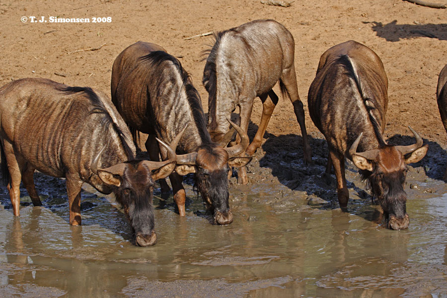 Blue Wildebeest <i>(Connochaetes taurinus)</i>