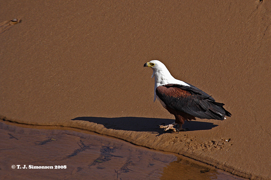 African Fish Eagle <i>(Haliaeetus vocifer)</i>