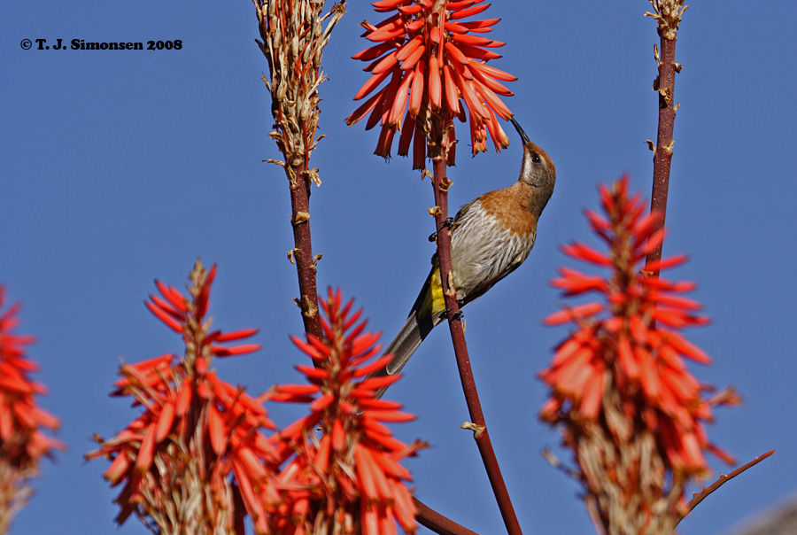 Gurneys Sugarbird <i>(Promerops gurneyi)</i>