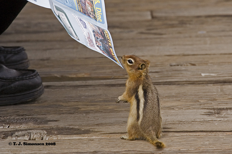 Golden-mantled Ground Squirrel (Spermophilus lateralis)