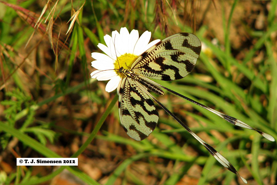 <i>Nemoptera bipennis</i>