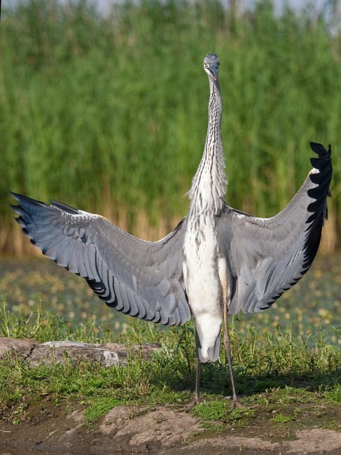 Exhibicionista szrke gm (Ardea cinerea exhibitionista) 0200.jpg