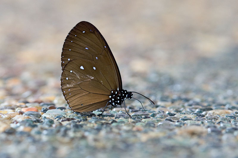 Euploea tulliolus ledereri (The Dwarf Crow)