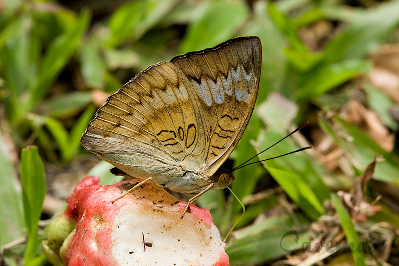 Euthalia monina monina -f. decorata