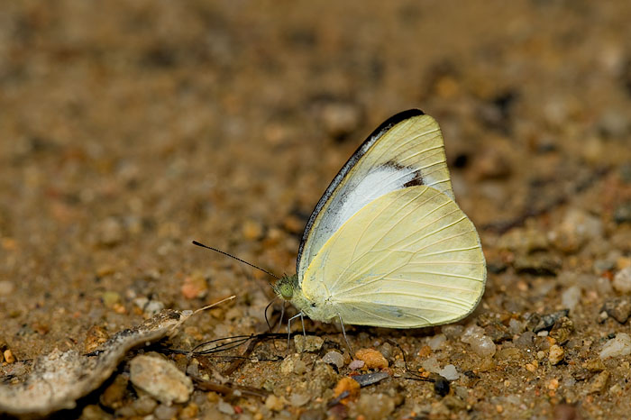 Appias paulina distanti