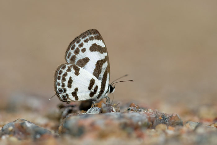 Discolampa ethion thalimar (The Blue Pierrot)