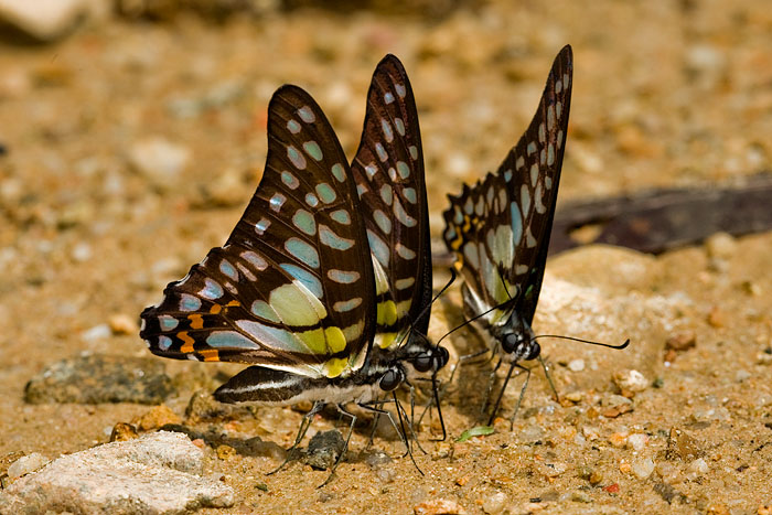 Graphium bathycles bathycloides (The Dark Veined Jay)