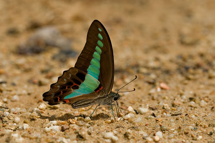 Graphium sarpedon luctatius(Common Bluebottle)