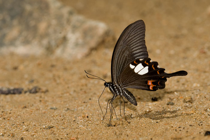 Papilio helenus helenus (The Red Helen)