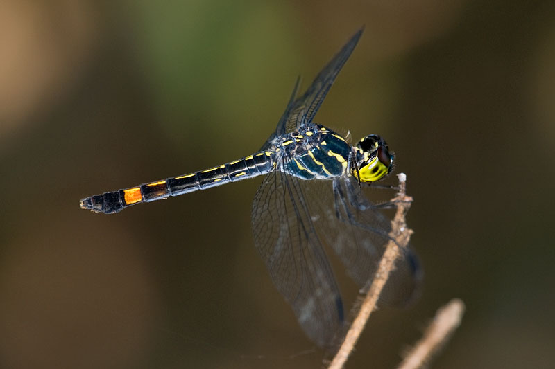 Agrionoptera sexlineata (female)
