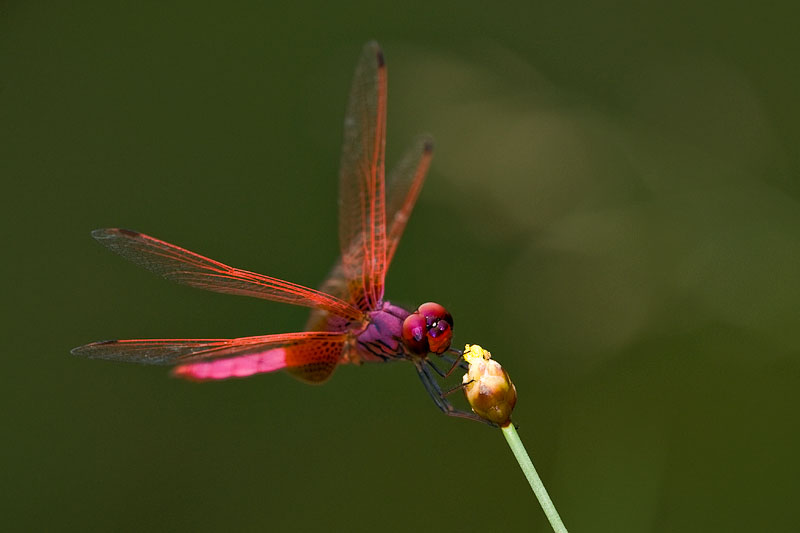 Trithemis aurora (male)