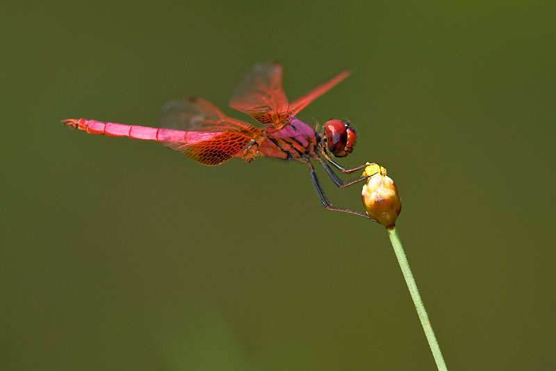 Trithemis aurora (male)