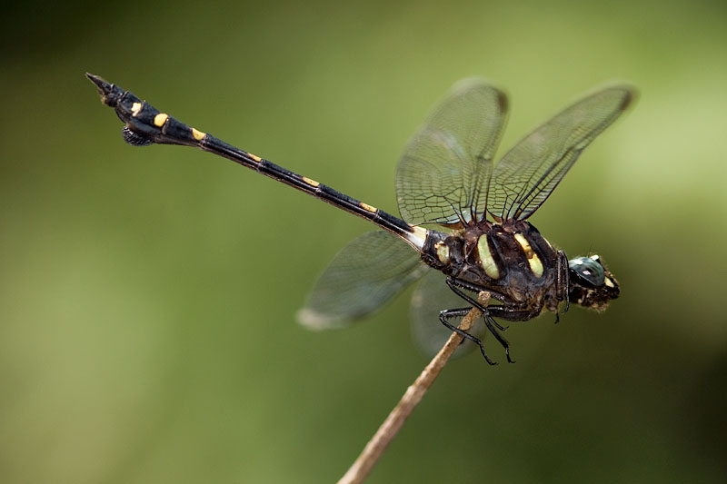 Ictinogomphus decoratus (male)