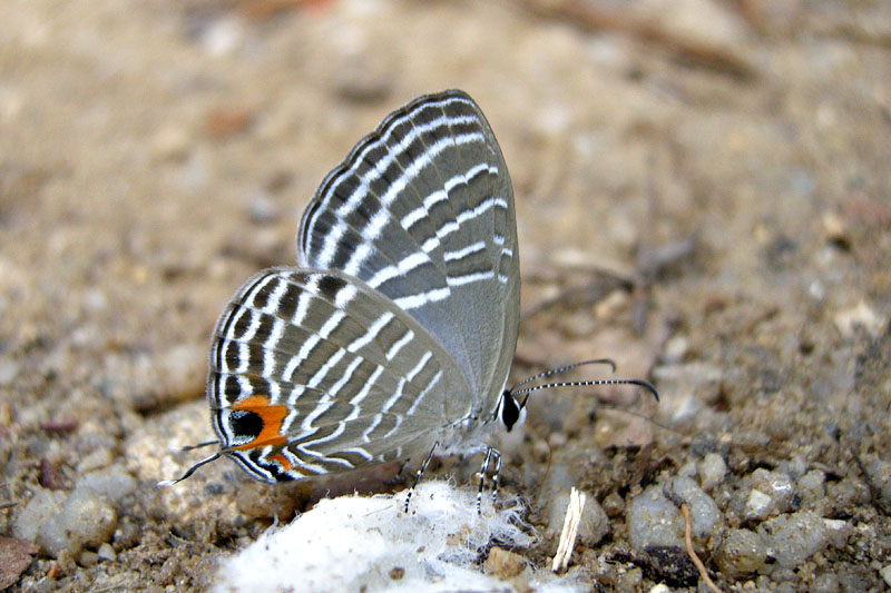 Jamides celeno aelianus