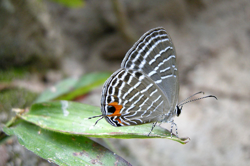 Jamides celeno aelianus