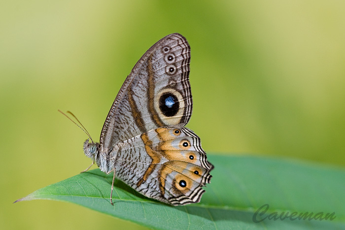 Erites angularis angularis (The Angle Cyclops)