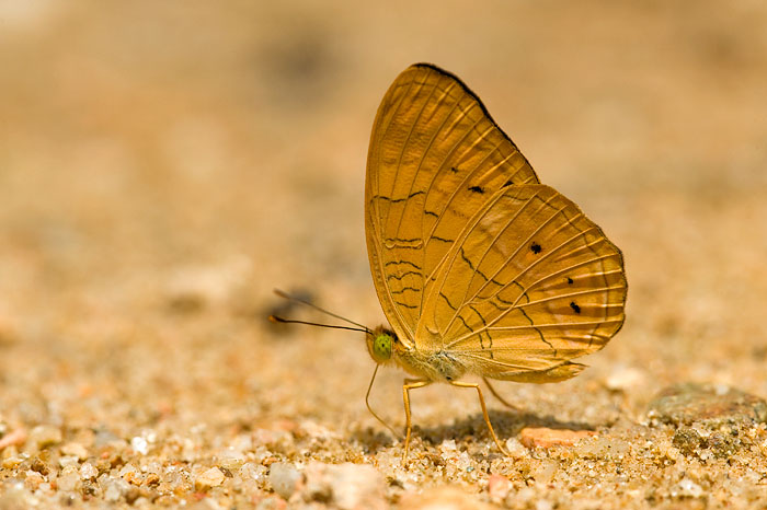 Phalanta alcippe alcesta (The Small Leopard)