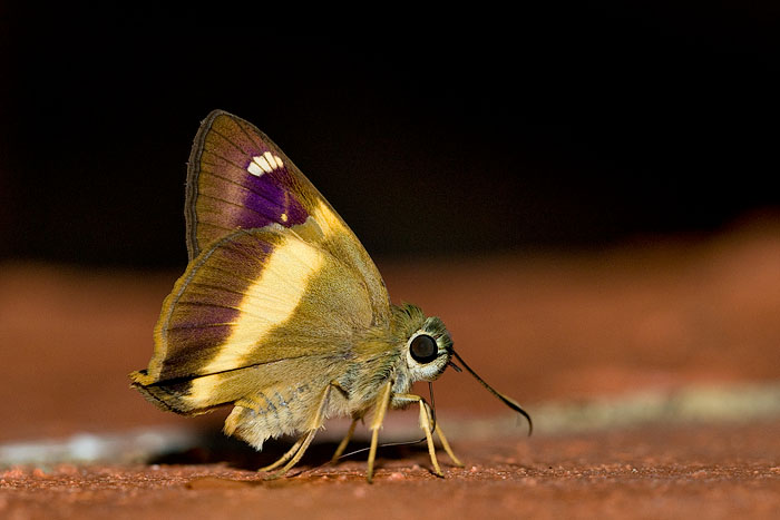 Hasora schoenherr chuza (Yellow Banded Awl)