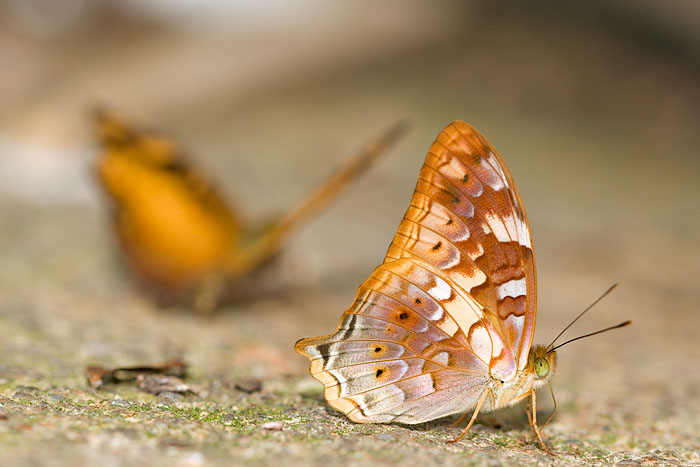 Vagrans egista macromalayana
