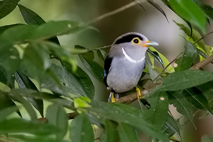 Silver-breasted Broadbill (Serilophus lunatus rothschildi)