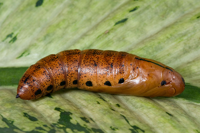 Pupa - Oleander Hawk Moth (Daphnis nerii)
