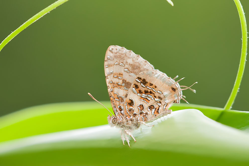 Catapaecilma major emas