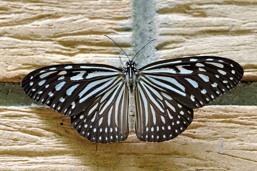 Ideopsis vulgaris macrina