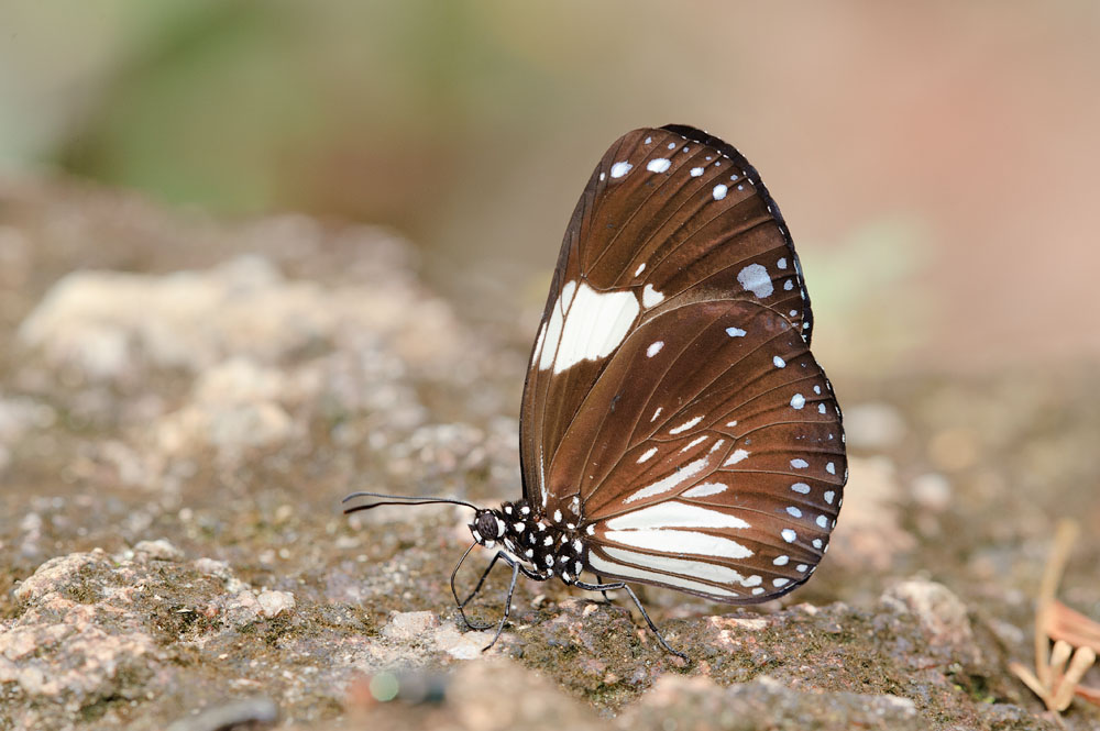Euploea radamanthus radamanthus (Magpie Crow)