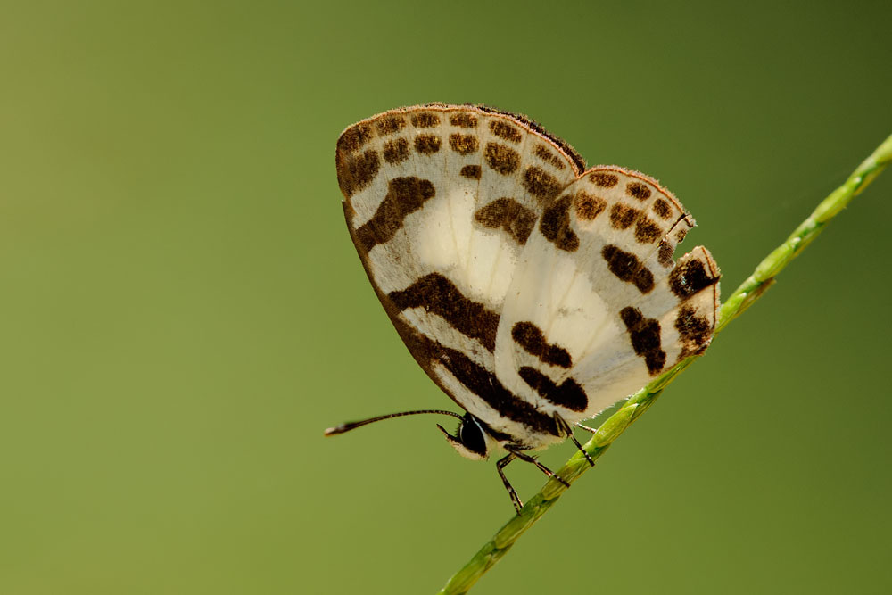 Discolampa ethion thalimar (The Blue Pierrot)