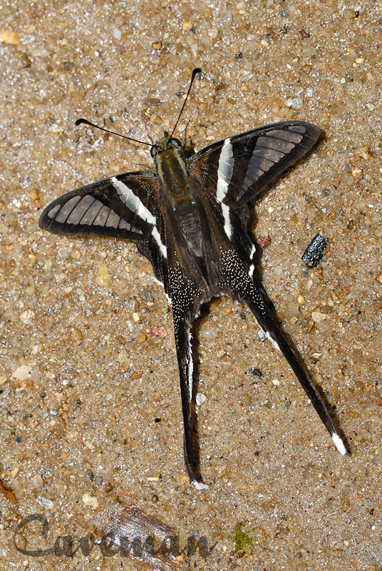 Lamproptera curius curius(White Dragontail)