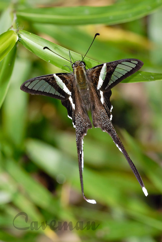Lamproptera curius curius(White Dragontail)